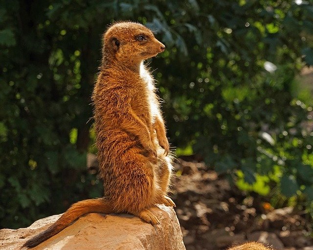 sedící surikata